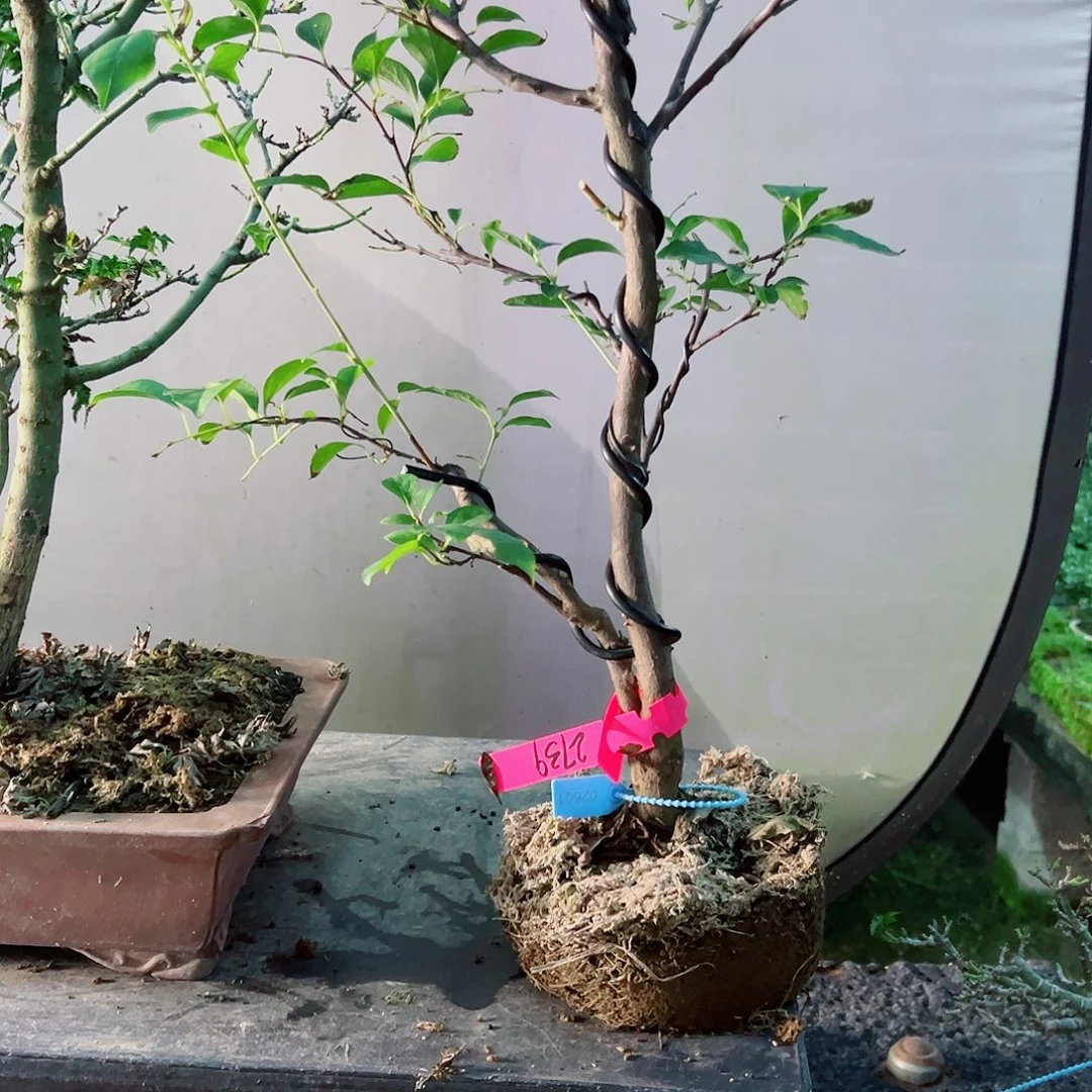 江***秋无花朵盆景皋月茉莉2739