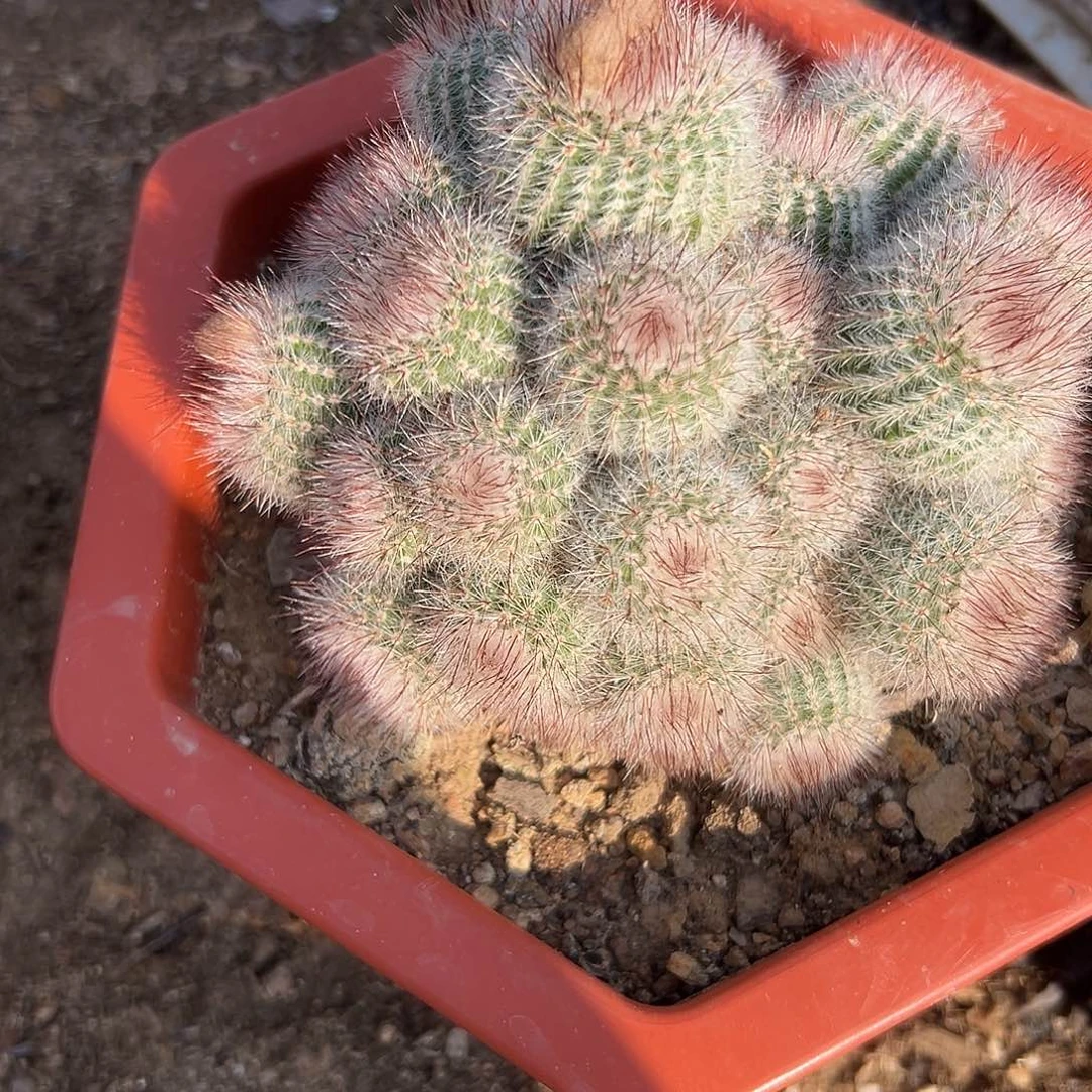 多肉植物红芙蓉群