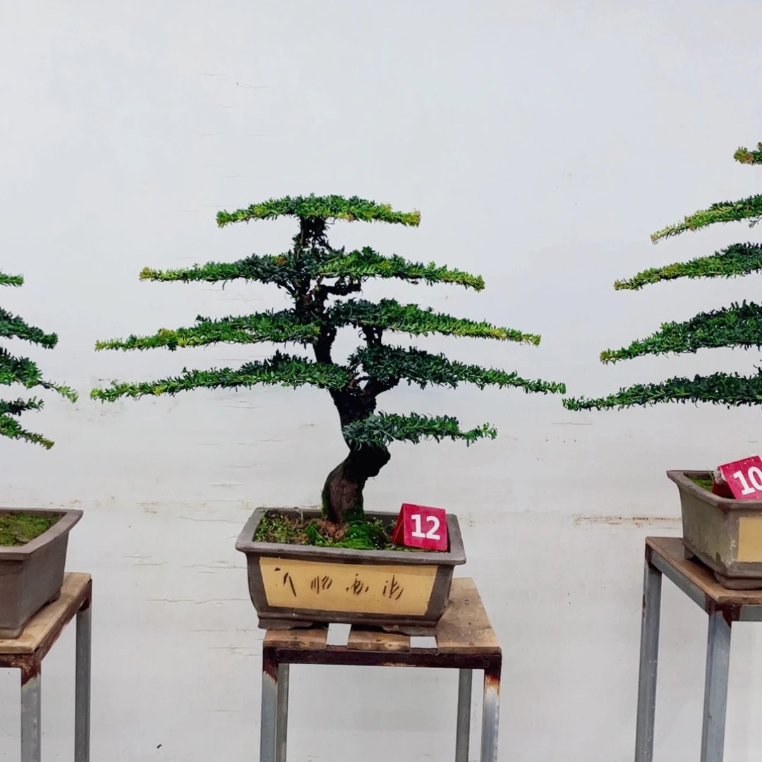完全开放罗汉松造型艺术