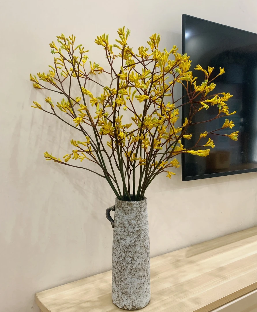 袋鼠爪鲜切花可水培可做干花长花期花束家居装饰花材