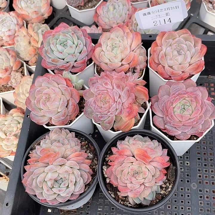 薇薇安园艺多肉2114