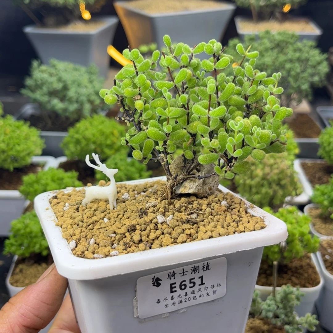 651翡翠造型桩枝干番杏