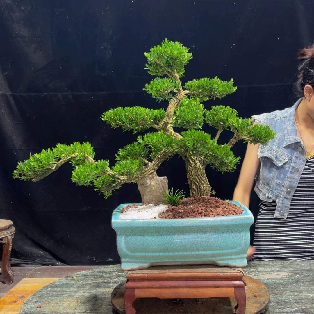 无花朵广东黄杨四季常青