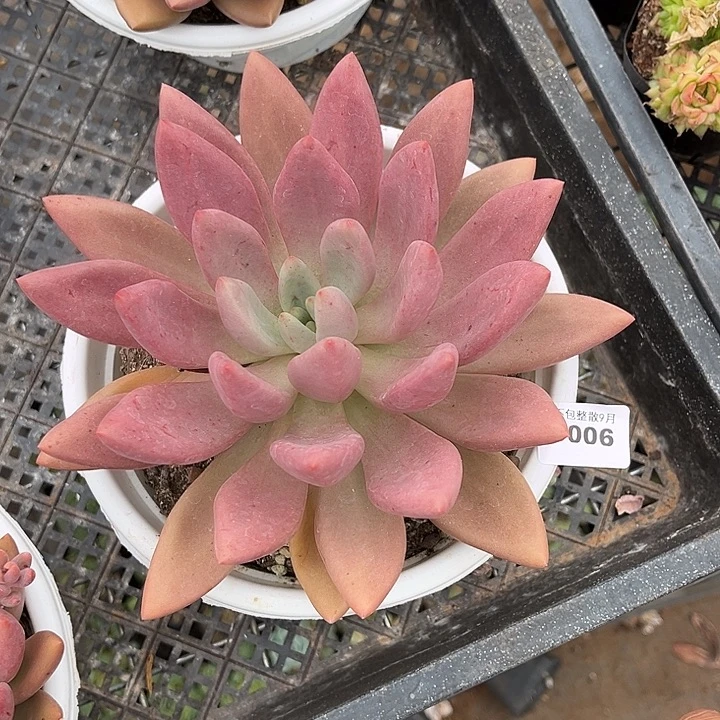 阿雅园艺。         3006桃花源