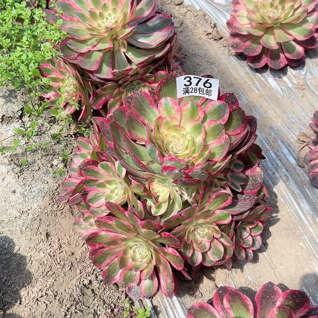 O. 376云和多肉1111