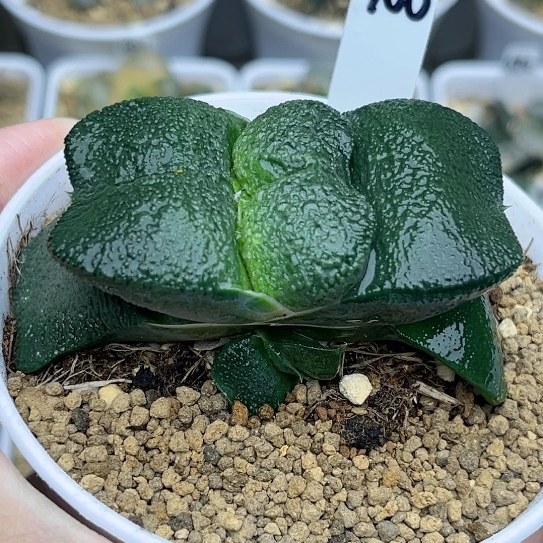 100厚叶蝴蝶卧牛带仔福利专场