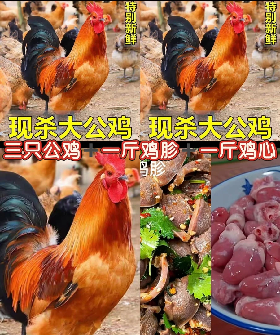 三只草原红大公鸡带一斤鸡胗一斤鸡心到手共10斤以上（顺丰冷链）