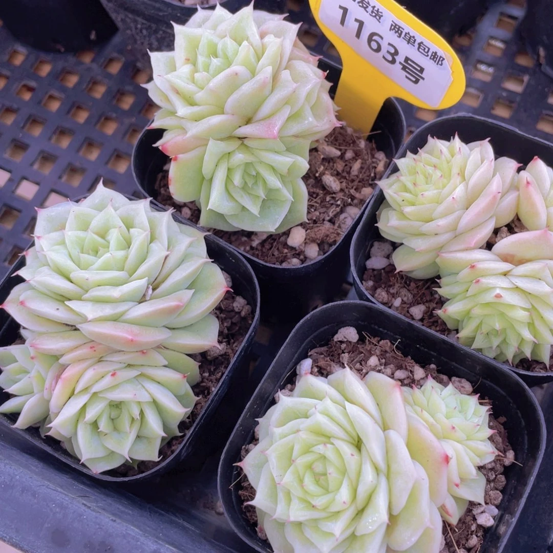 1163号 玫瑰花麦秆两个