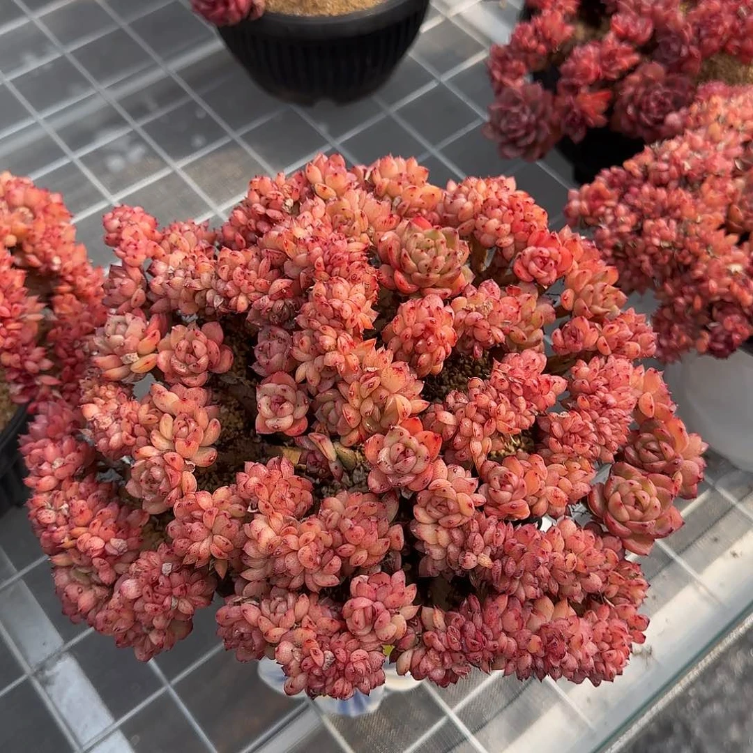 从前慢花园精选0130-彩票缀