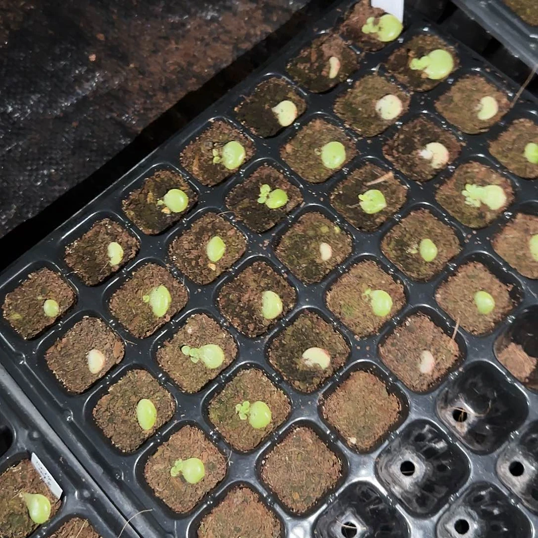 脂玉芝麻穴一个满25包邮