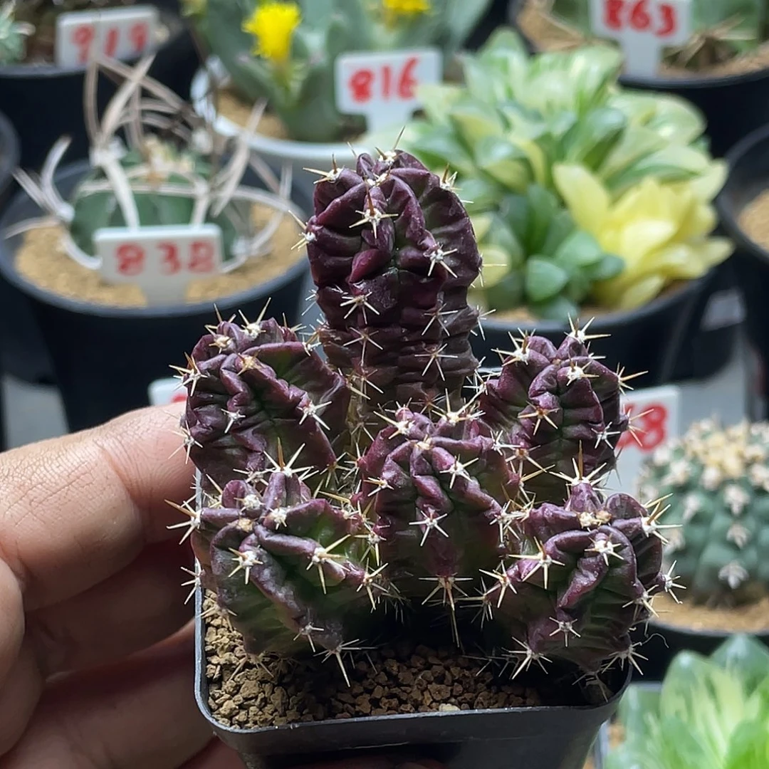 实生6头紫翠虾 包邮