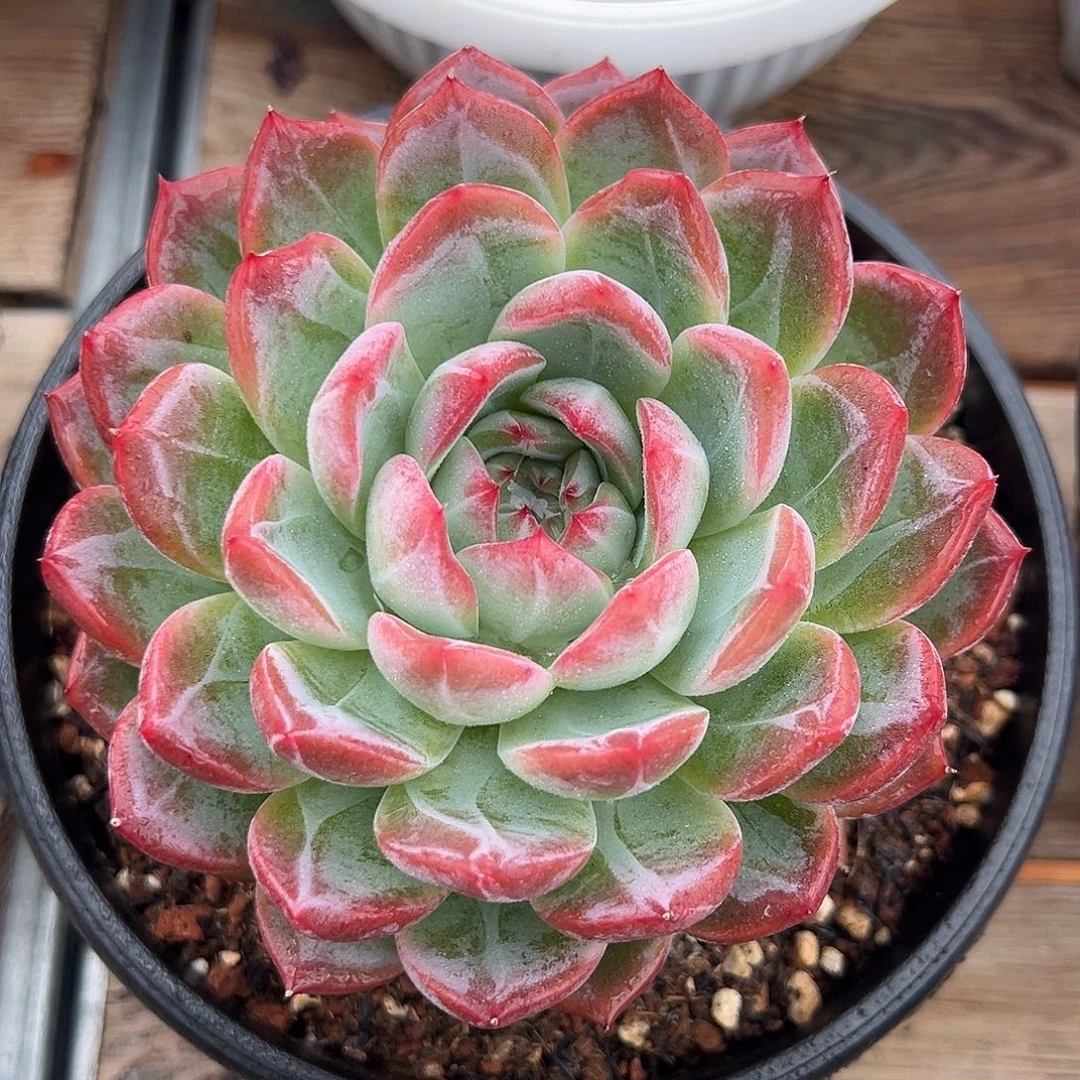 9-15-31精控草莓樱桃