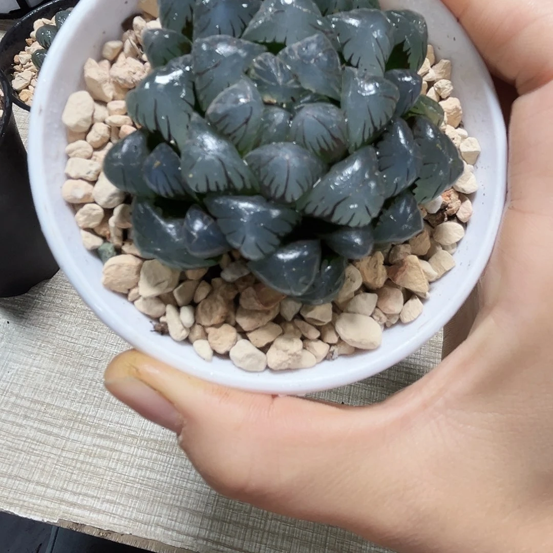 冰灯玉露多肉植物6666