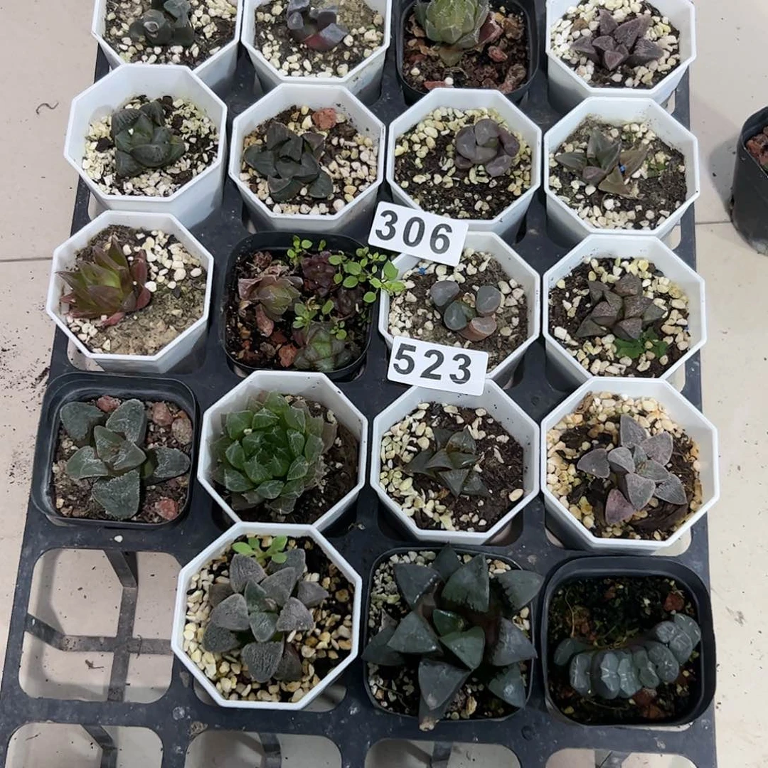 脱土带伤无根十二卷多肉