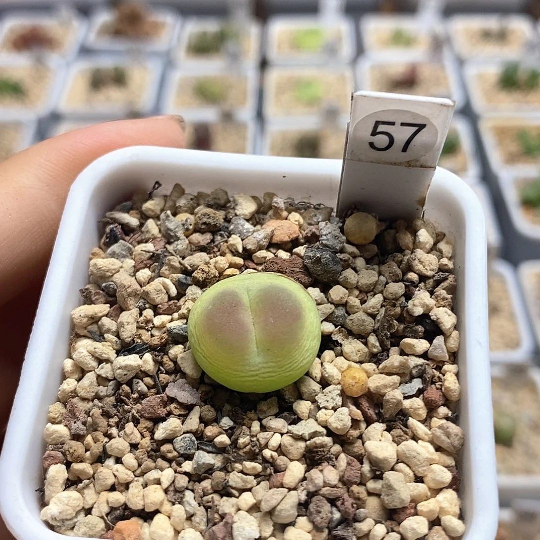 一物一拍红拉登编号2606