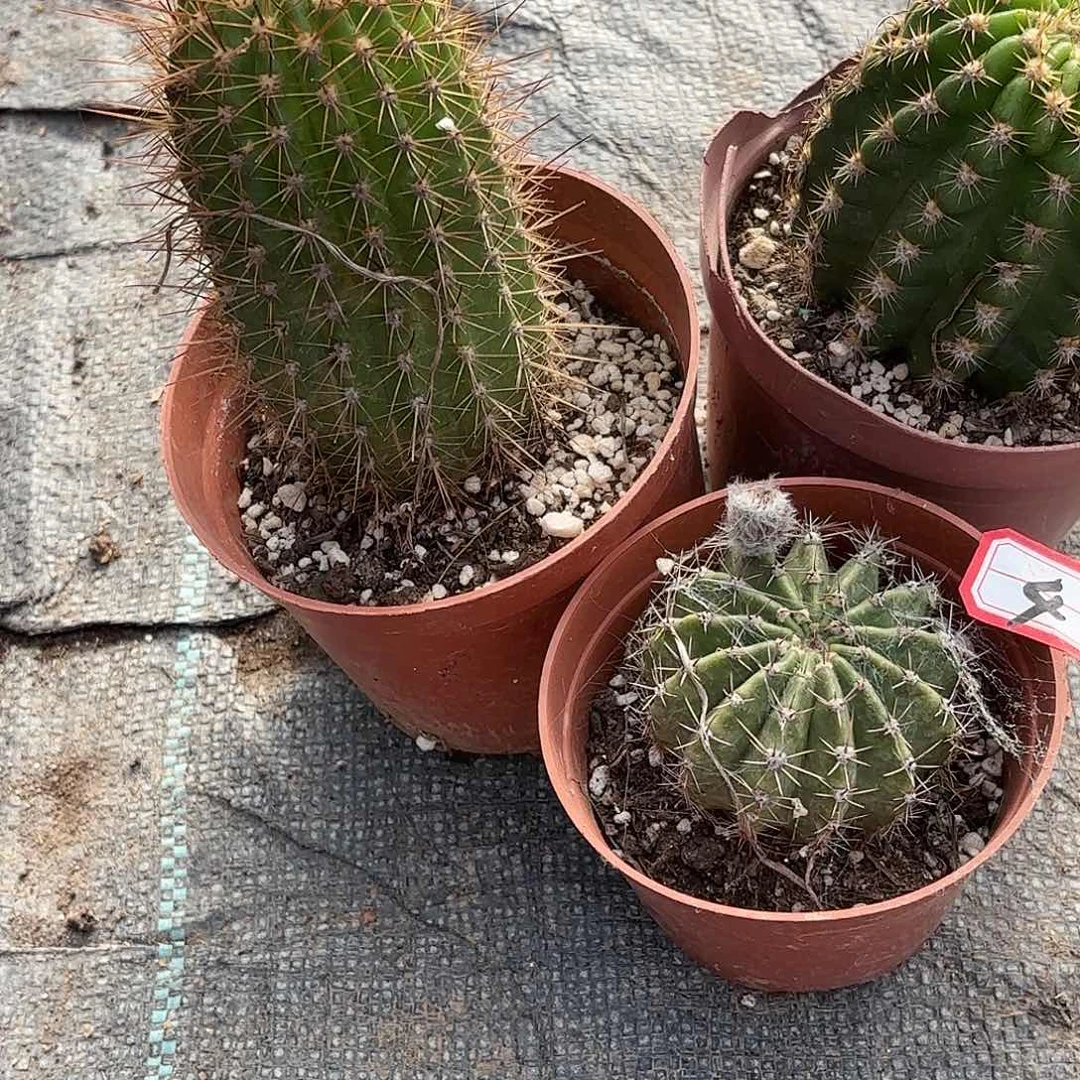 4 带根仙人球花000