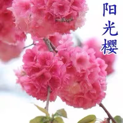 正宗日本樱花树苗小苗南北方庭院地栽盆栽花树园林植物风景树