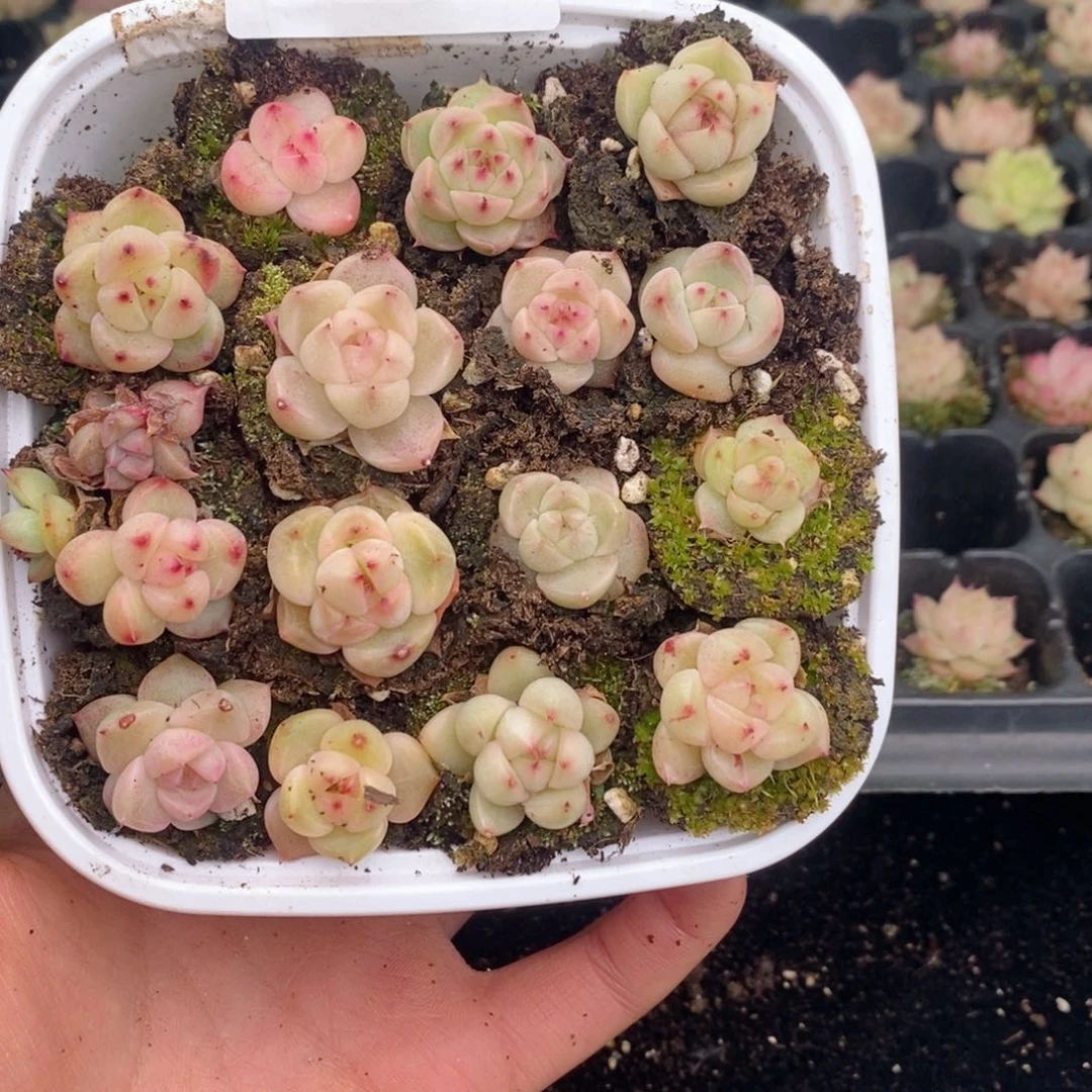 5****22-196 新疆西藏内蒙不发其他一单包邮两到三公