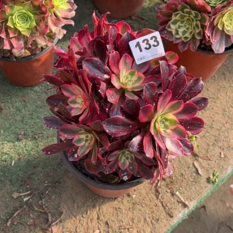 微**合133美杜莎朵朵多肉，