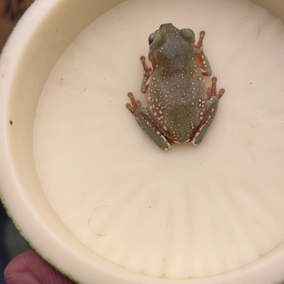 老爷树蛙福利蓝暴雪苗，1号