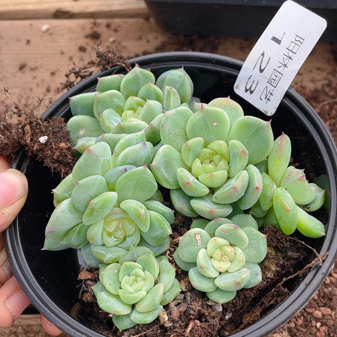 多肉植物多肉植物123