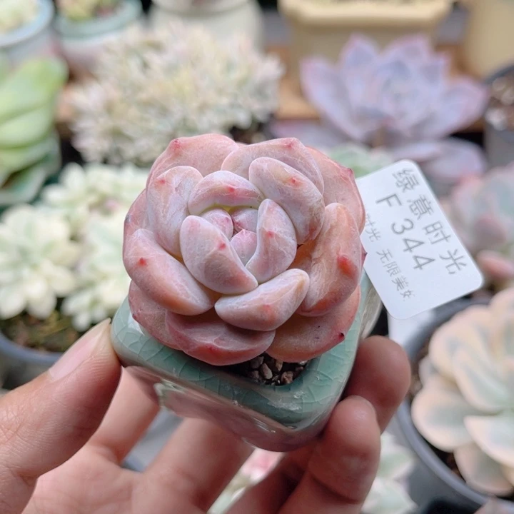 344 心影 带陶瓷盆发货 满28包