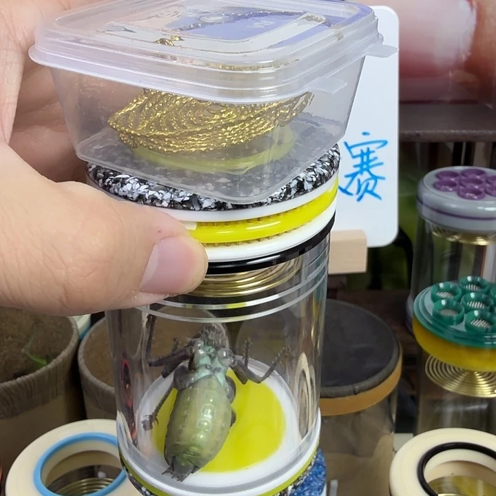 老谭黑青花闪金簧