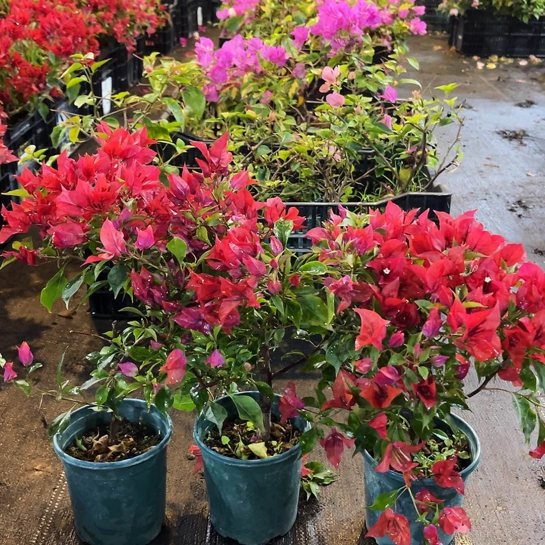 大部分花苞少量开放紫桑巴掌中宝一颗