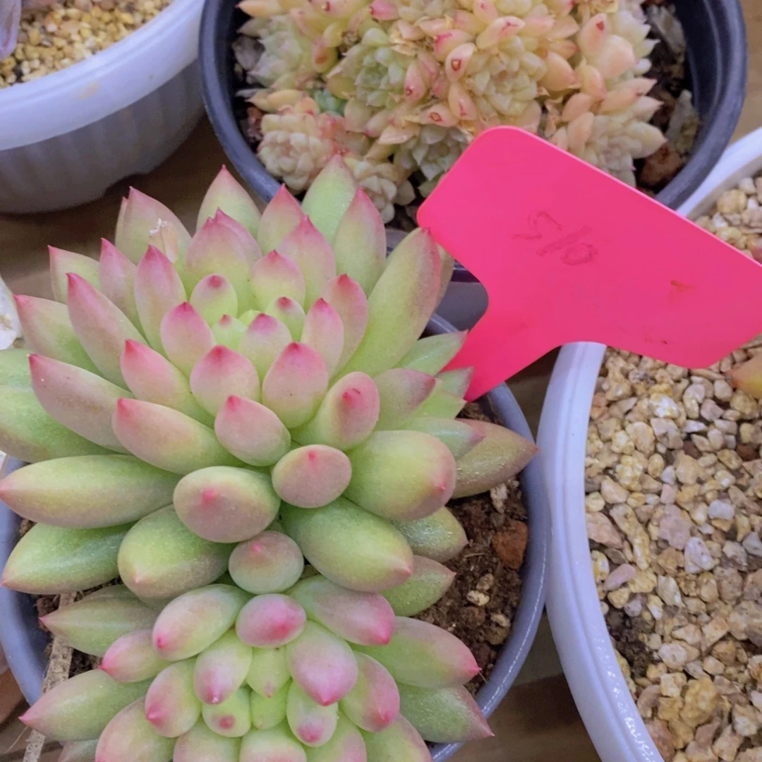 精品多肉，一物一拍，清