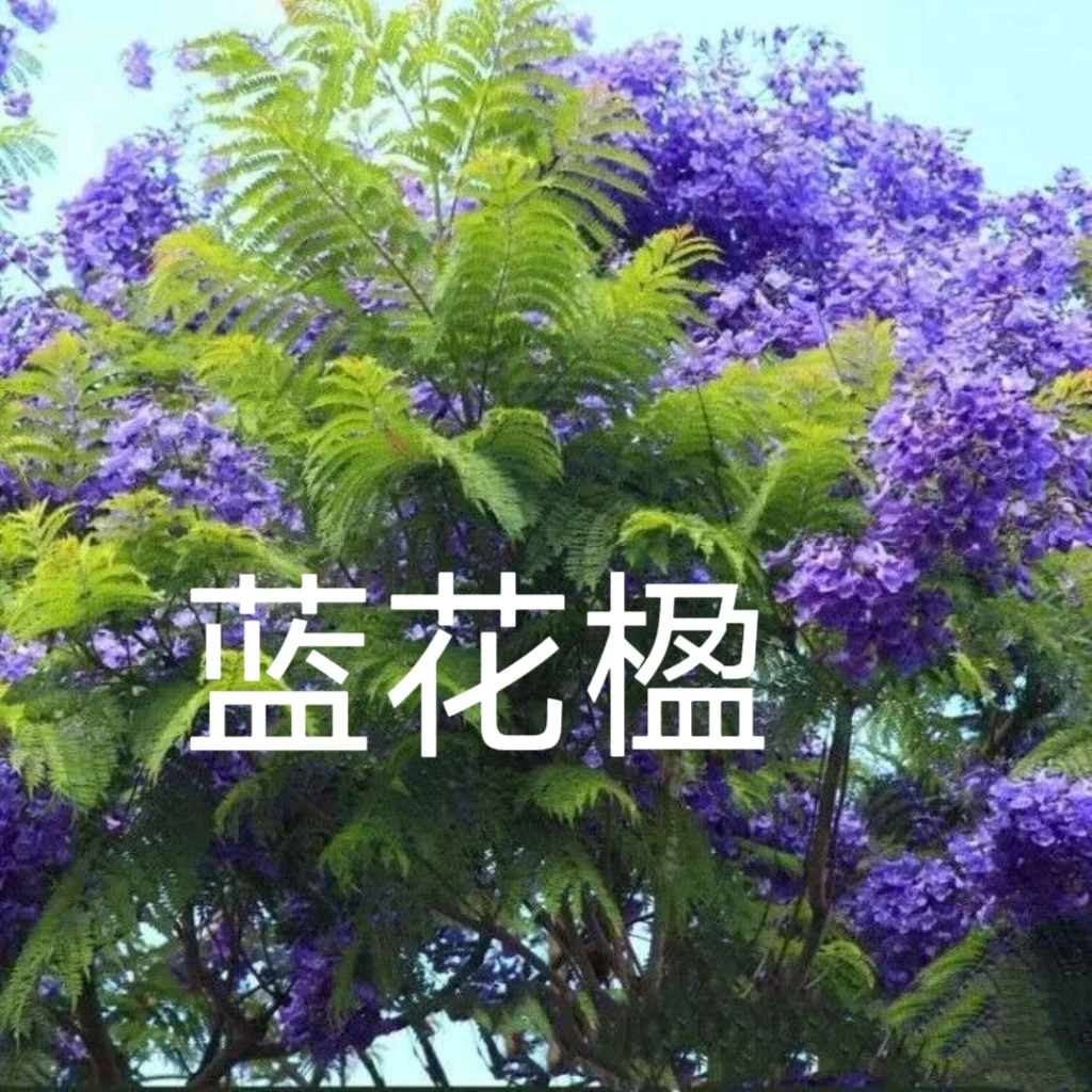 蓝花楹树苗珍贵名树绿化苗木风景树别墅庭院行道植物树苗造型苗