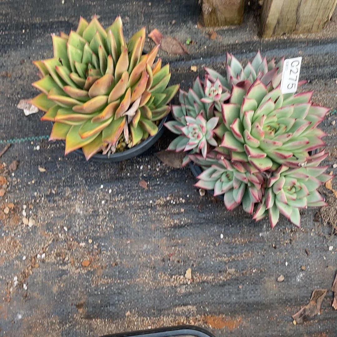 若如东云组拍C275