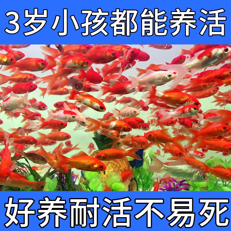 39条！清塘福利 红宝石草金鱼 冷水淡水观赏鱼 超级好养 3-6公分