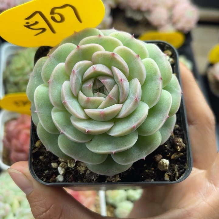 白芷珍妮单头5707