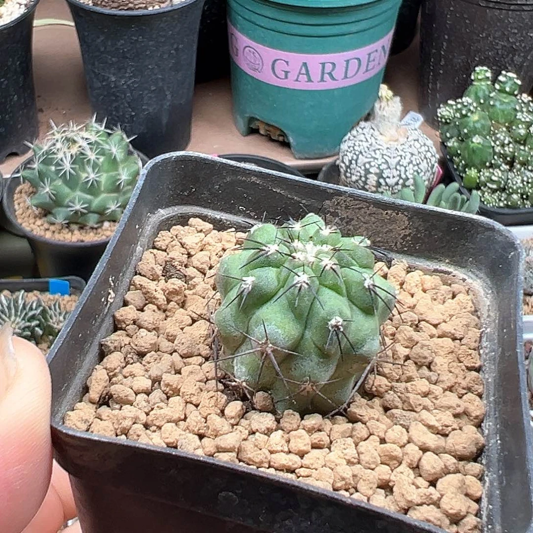 无花朵黑刺龙抓球一颗