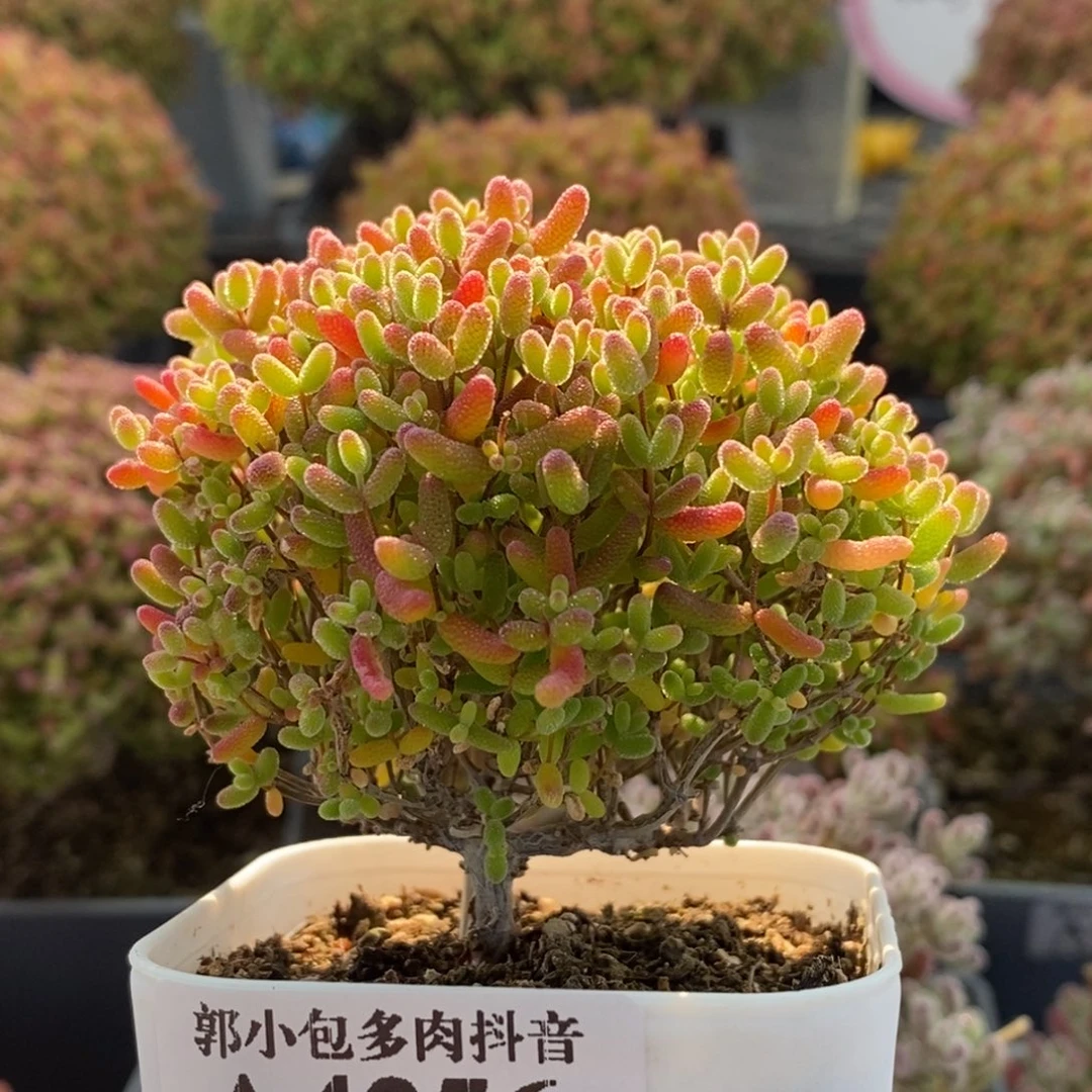 蜜橘糖球4256枝干番杏