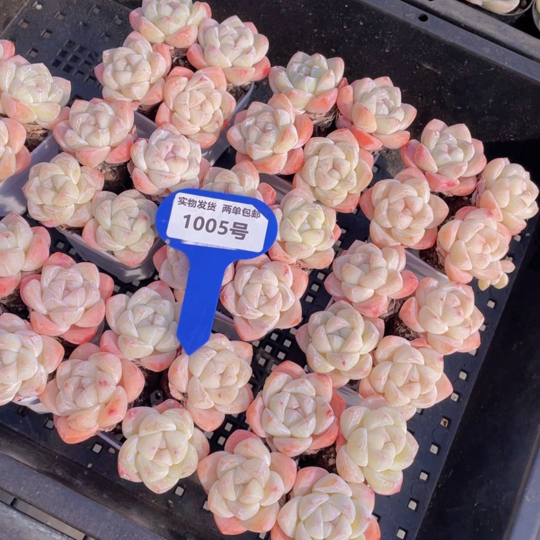 1005号白底凝脂冰玉单头组合4个