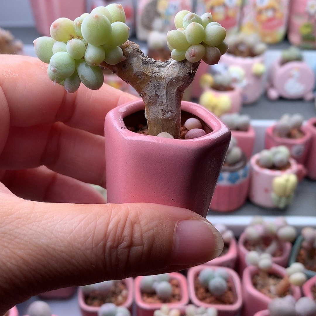 喵***卷萤火虫奶酪带盆发货