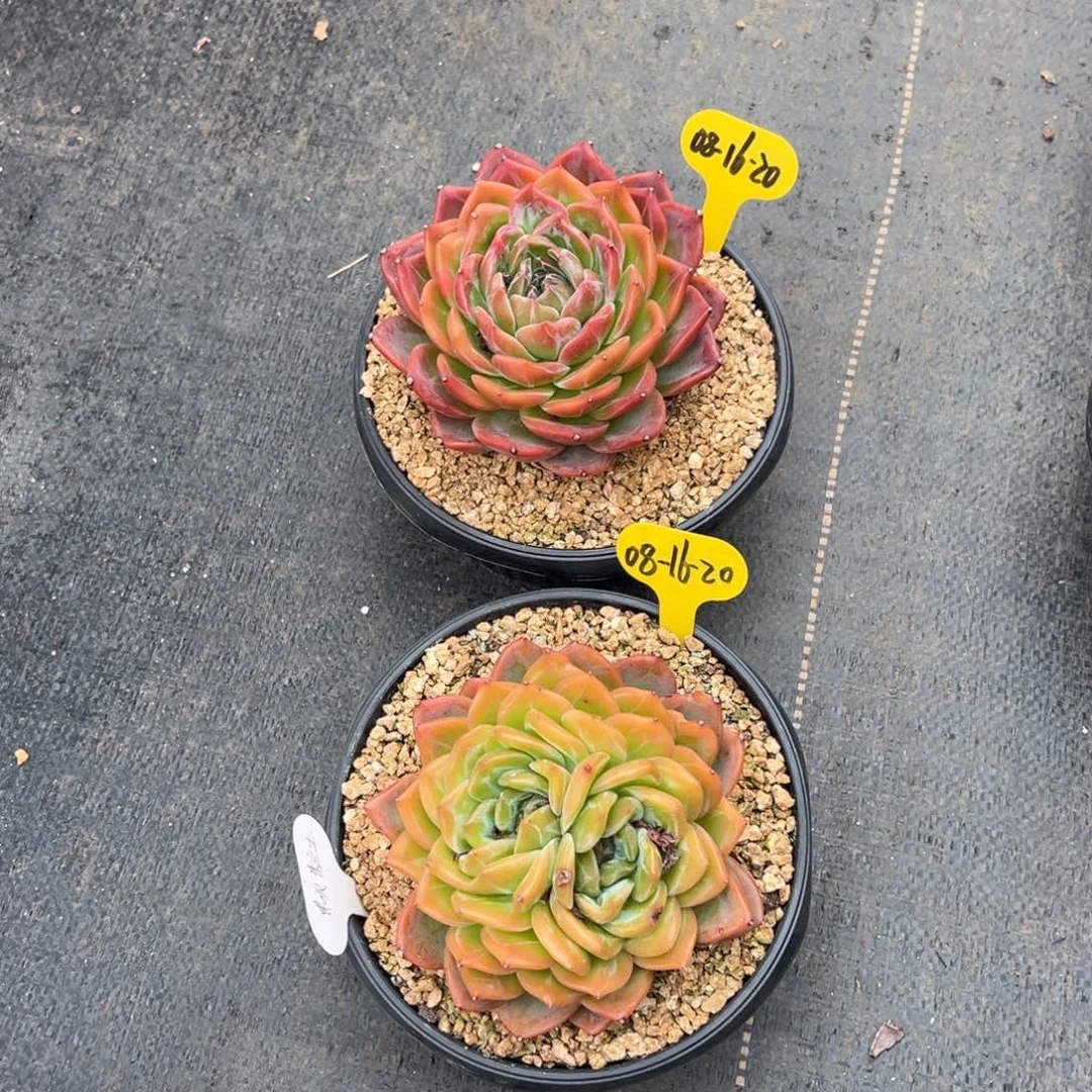 08-16-20两颗炫彩之心多肉植物