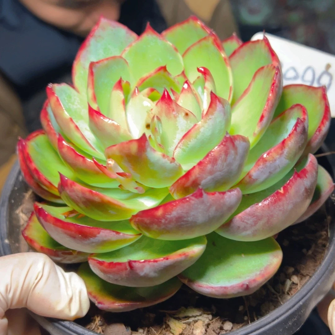 ?*?惊鸿仙子一物一拍3099号