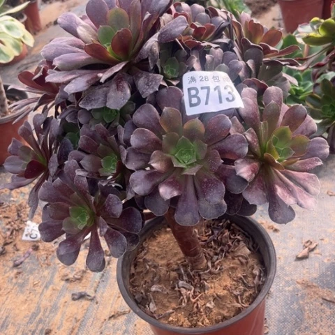 713欧紫不包断枝