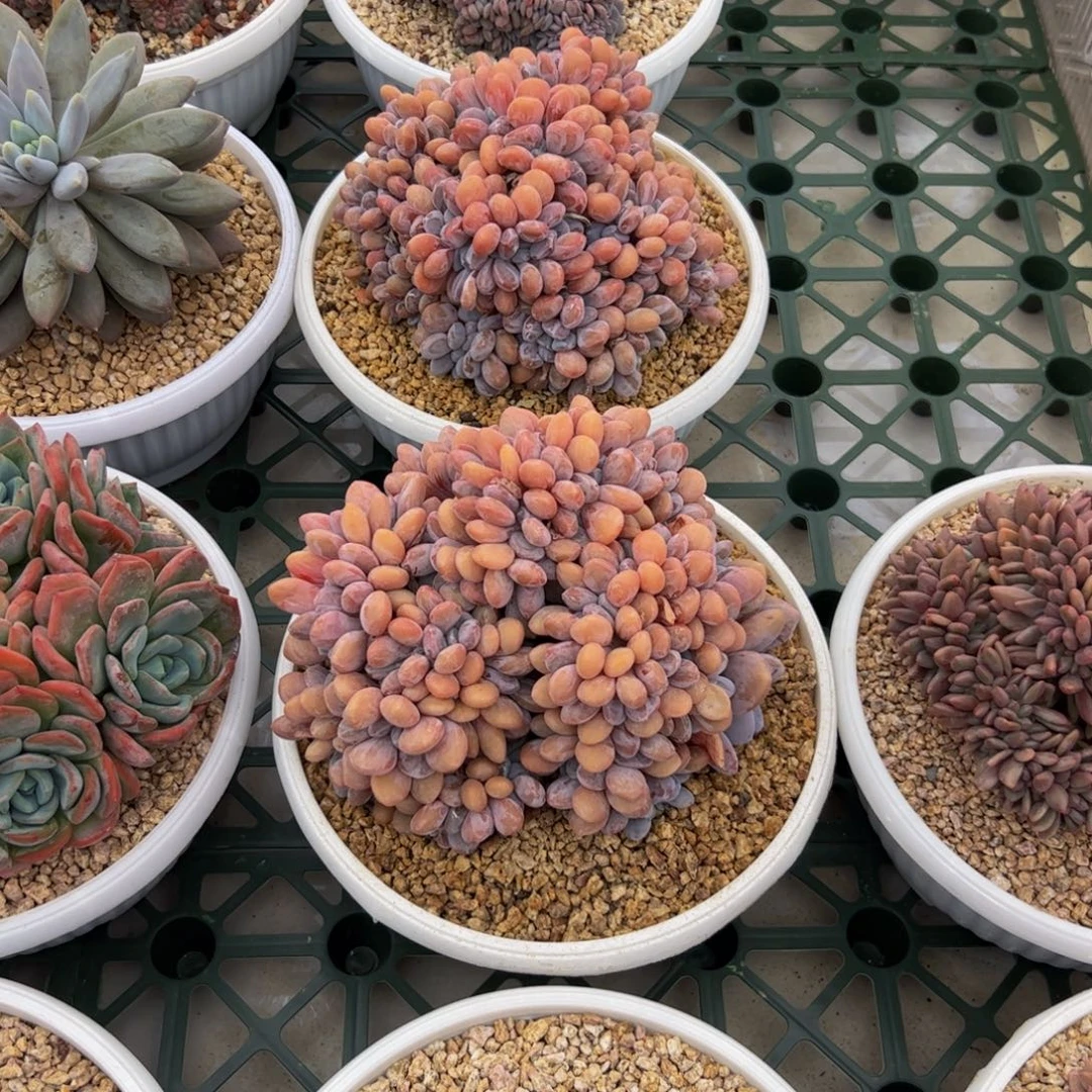 东***司粉兔缀化多肉植物