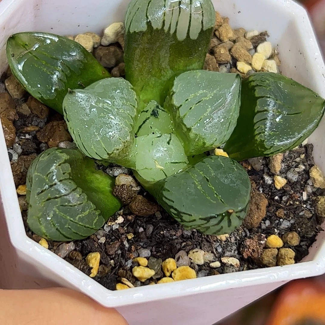 魔晶球十二卷多肉植物满