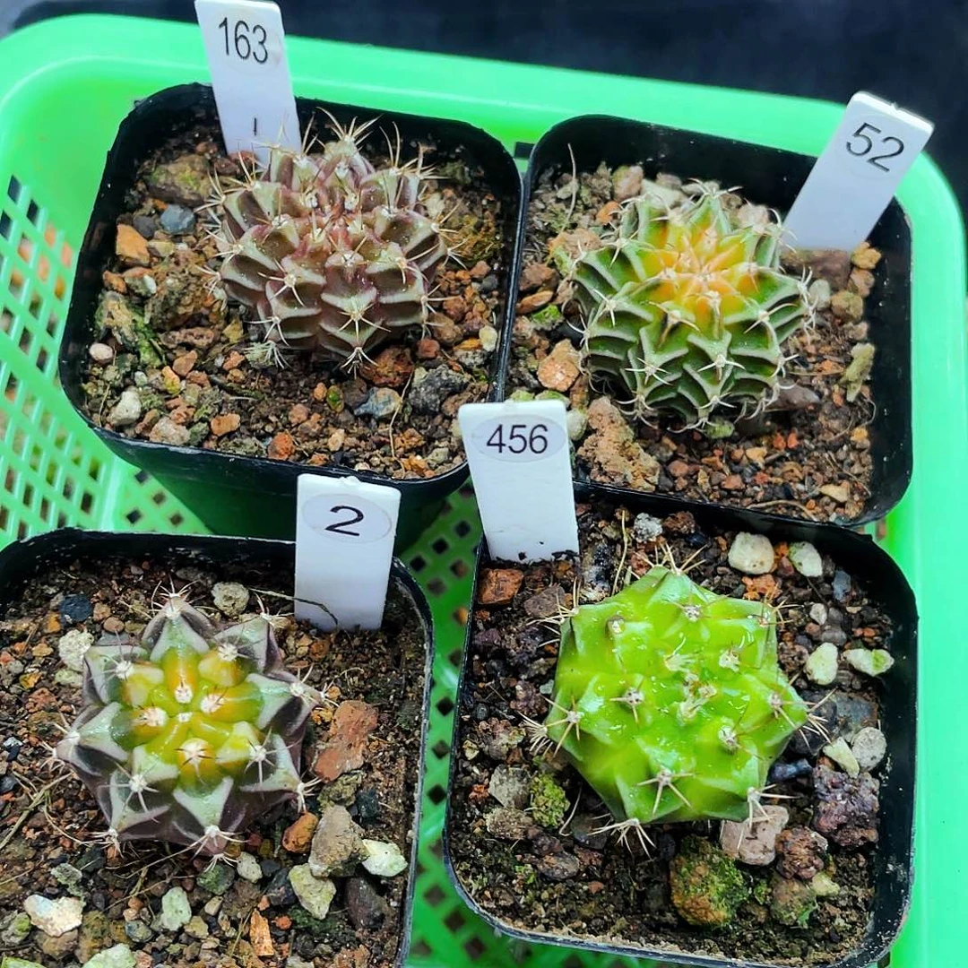 大*儿非偏远地区满25包邮仙人球