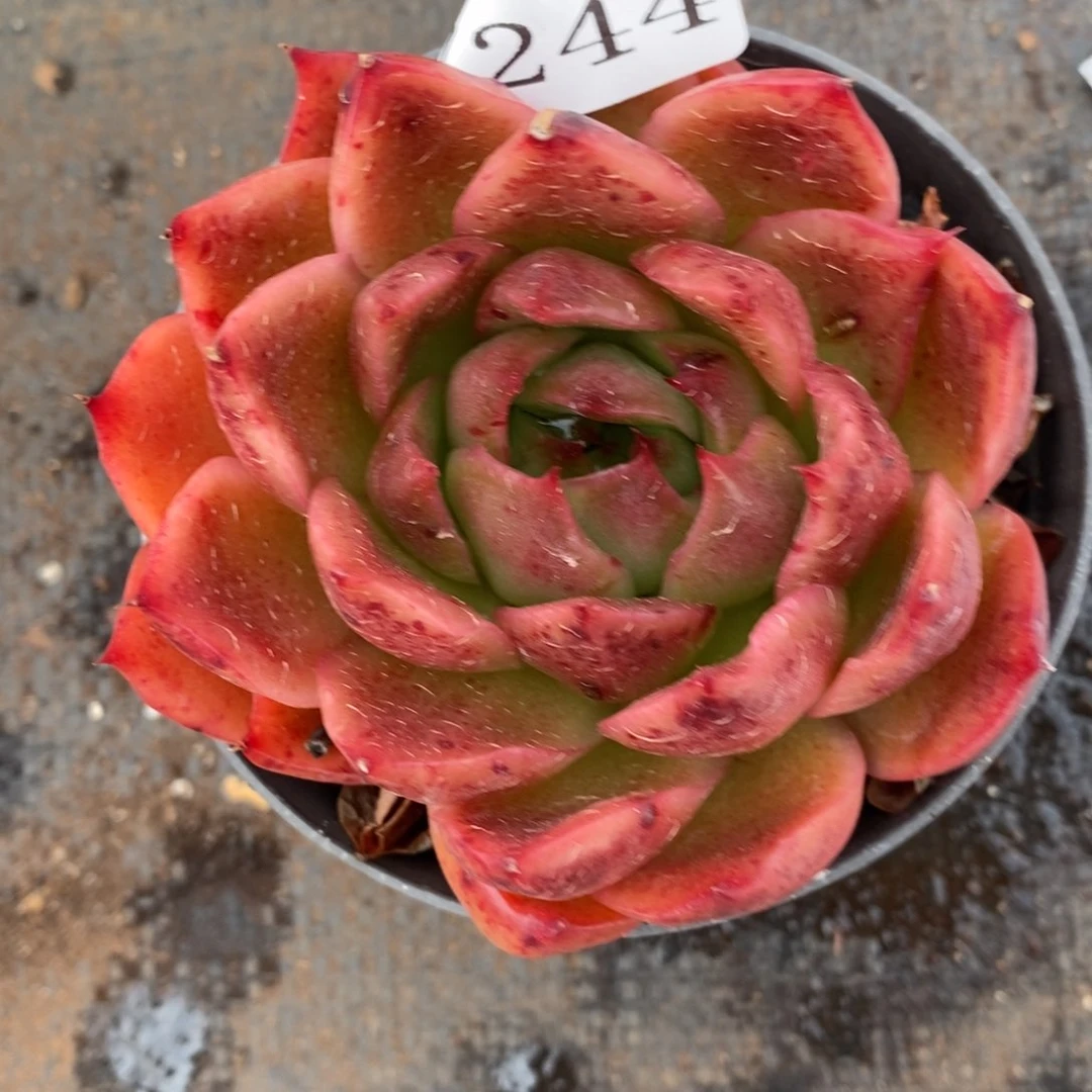 7244杂交多肉老桩