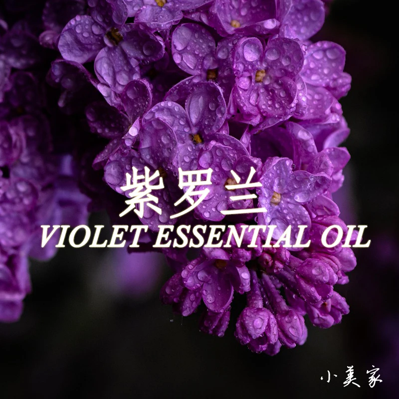 紫罗兰叶精油单方精油