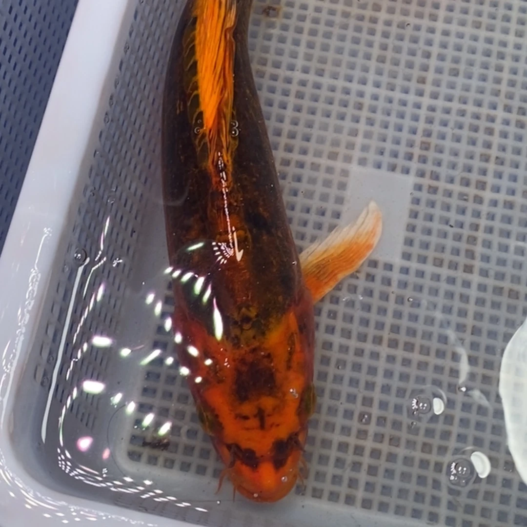 锦鲤锦鲤（无开箱视频不售后） 瑕疵