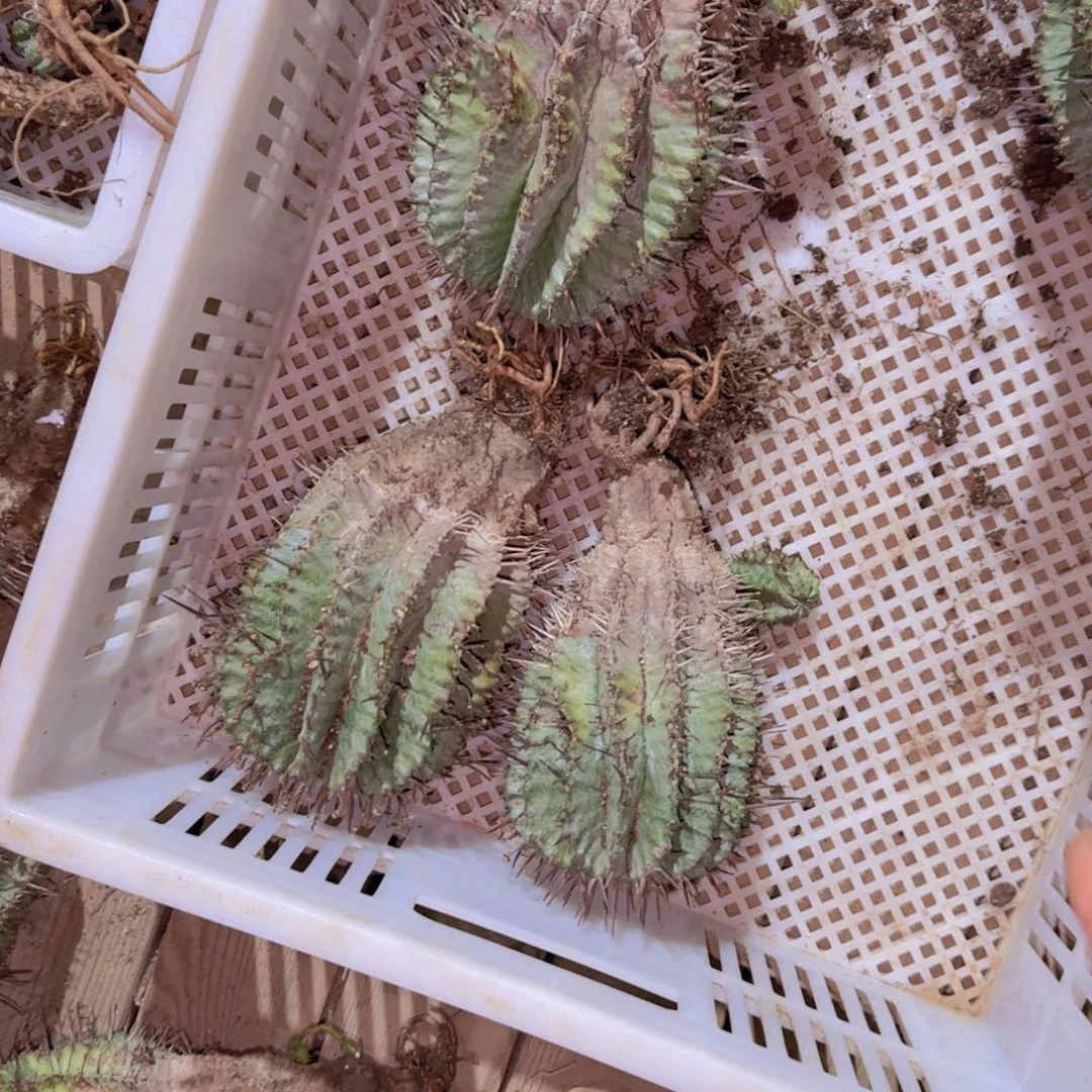 块根植物块根植物