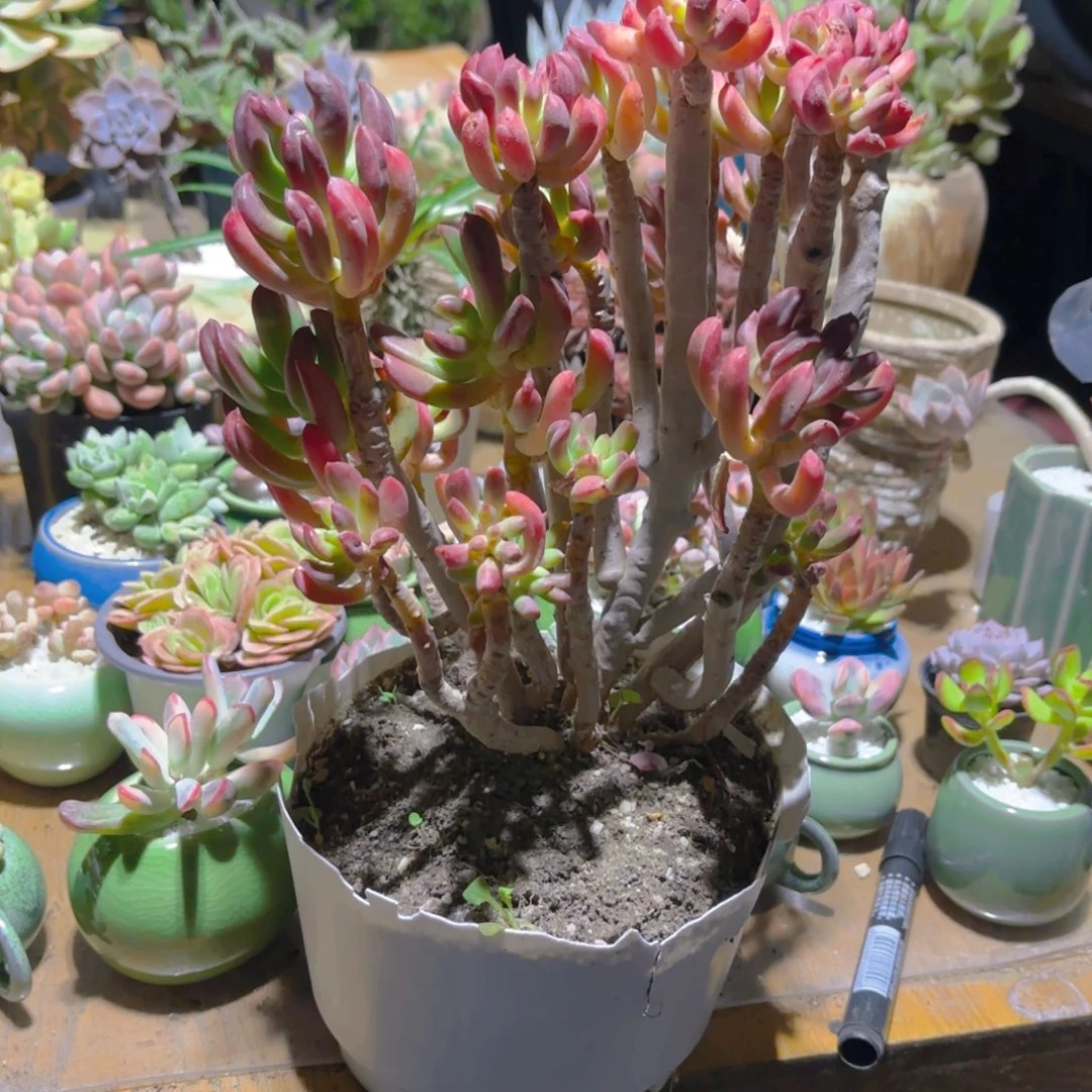 火玲珑新疆包邮新疆包邮