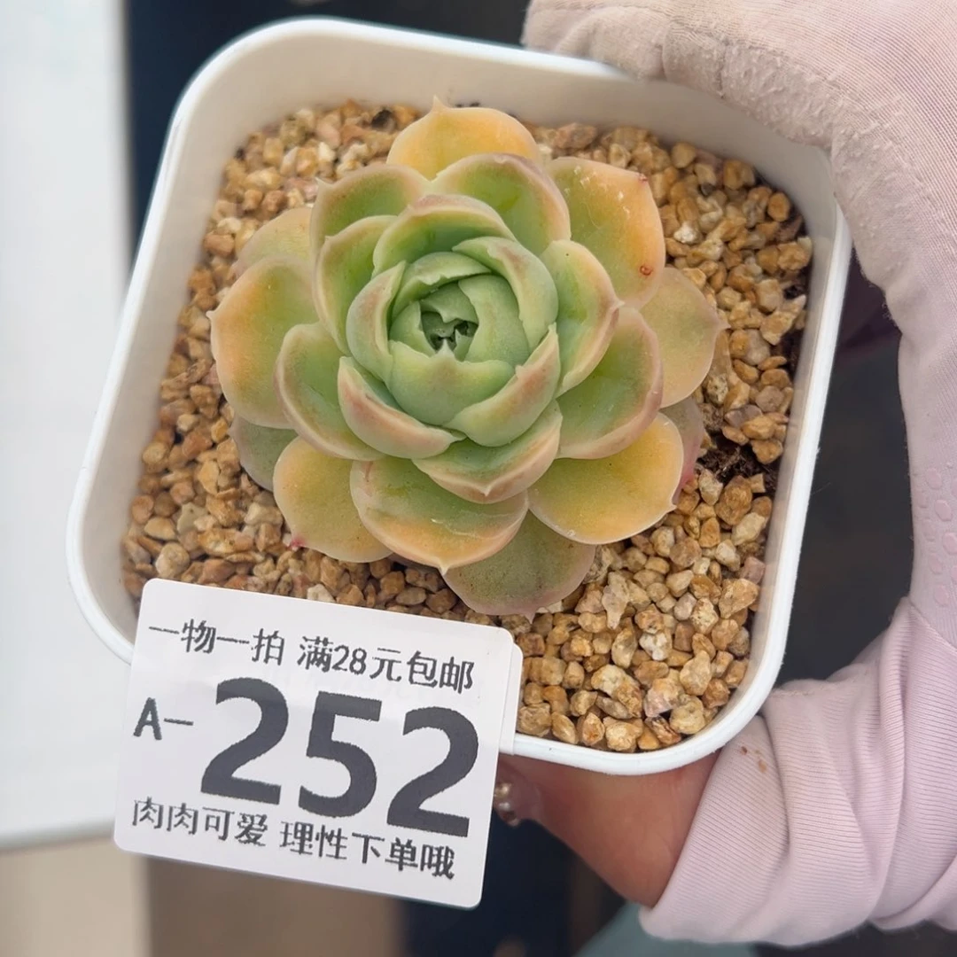 水晶虾饺多肉多肉多肉多肉多肉