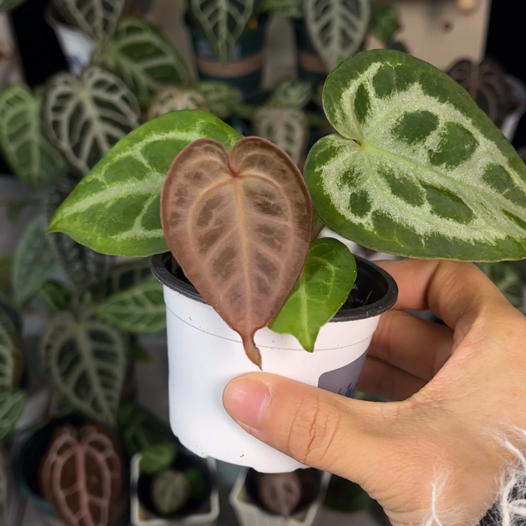 无花朵009 粉红Skg银红